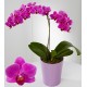 Orchidea bianca due rami in vaso 