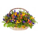 Gran cesto di Girasoli iris rose arancio e bacche rosse