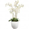 Orchidea bianca