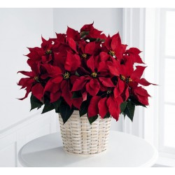 Étoile de noël