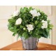 Gardenia in cesto