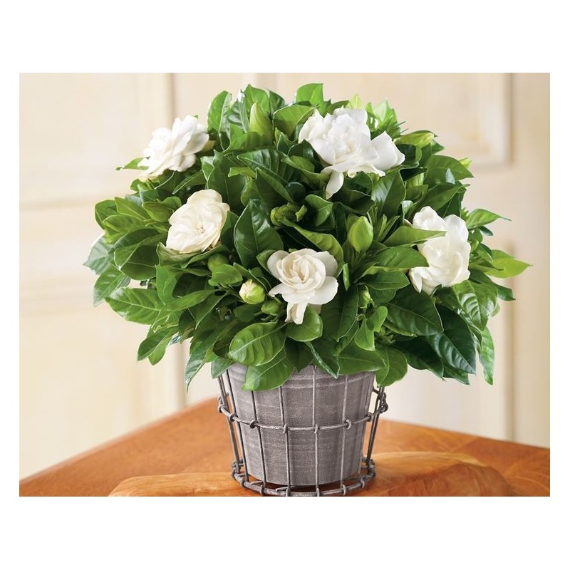 Gardenia in cesto