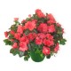 Planta de azalea tonos de color rosa fucsia 