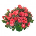 Planta de azalea tonos de color rosa fucsia 