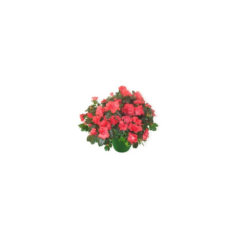 Planta de azalea tonos de color rosa fucsia 