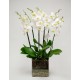 Orchidea  in vaso di vetro