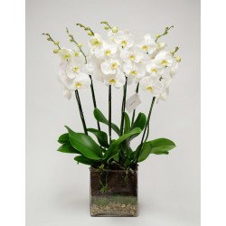 Orchidea  in vaso di vetro