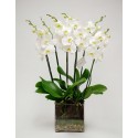 Orchidea  in vaso di vetro 6 o piu rami
