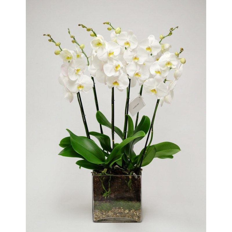 Orchidea  in vaso di vetro