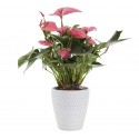 Pianta di anthurium rosa in vaso