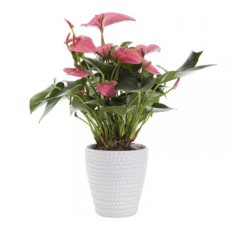 Pianta di anthurium rosa in vaso