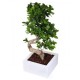 The Bonsai ficus ginseng.H 60-75