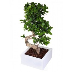 Bonsai ficus ginseng. H 60-70 cm 