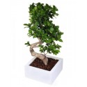 The Bonsai ficus ginseng.H 60-75
