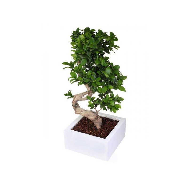 The Bonsai ficus ginseng.H 60-75