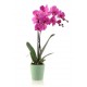 Orchidea dai toni rosa fuxia