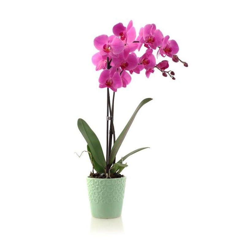 Orchidea dai toni rosa fuxia