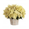 Mare poinsettia într-un coș 