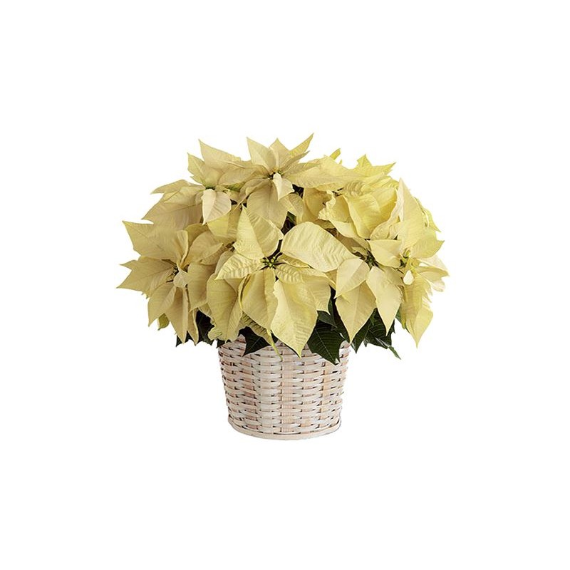 Mare poinsettia într-un coș 
