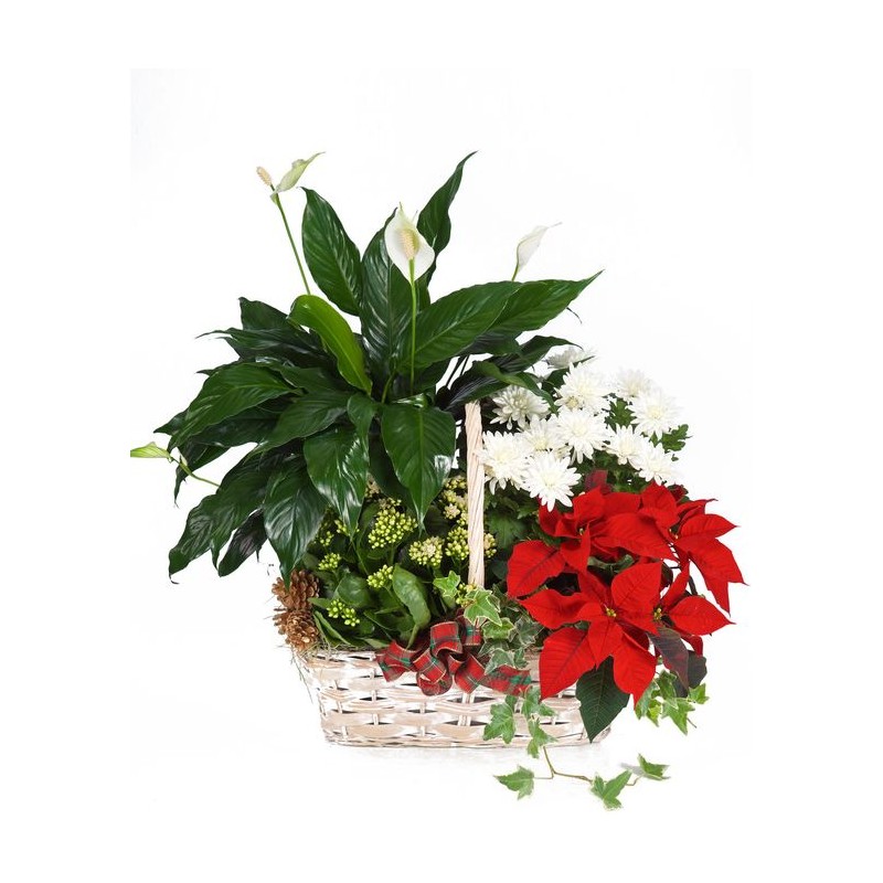 I migliori auguri