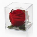 Rosa rossa senza tempo
