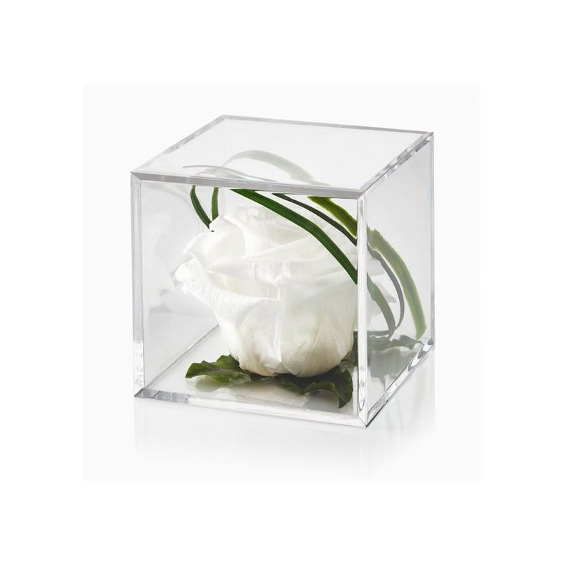 ROSA bianca senza tempo