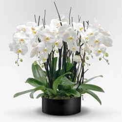 Orchidea royal