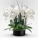 phalaenopsis blu