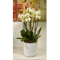 Orchidea 10 rami in vaso bianco