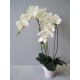 Orchidea due rami in vaso 