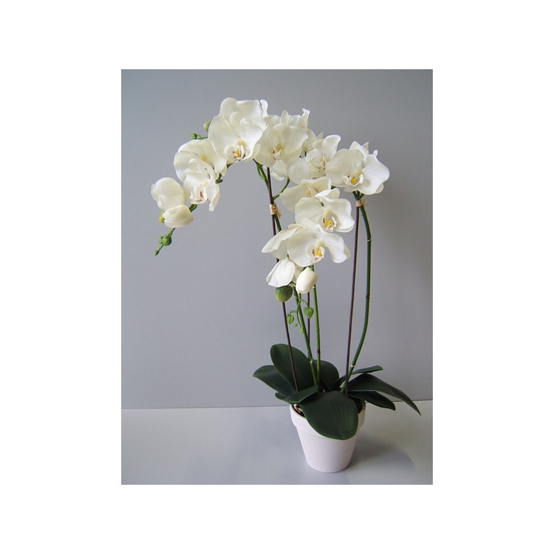 Orchidea due rami in vaso 