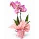 Orchidea Phalaenopsis - Colori assortiti