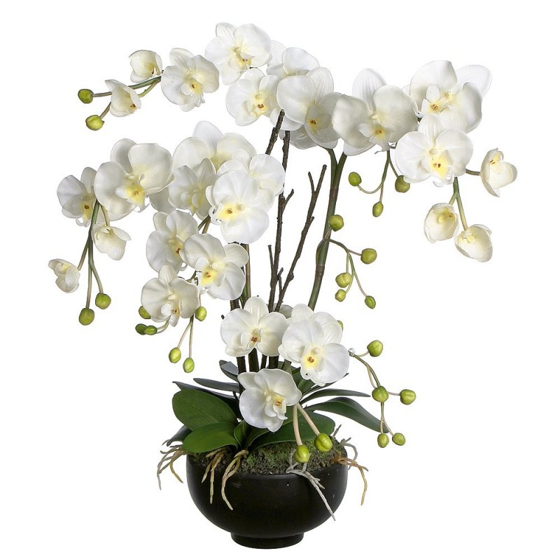 Orchidea bianca 4 rami