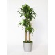 Pianta di Dracena 4 o più tronchi H cm 140-170.