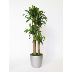Pianta di Dracena 3- o più tronchi H cm 140-170.