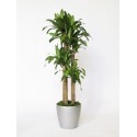 Pianta di Dracena 3- o più tronchi H cm 140-170.
