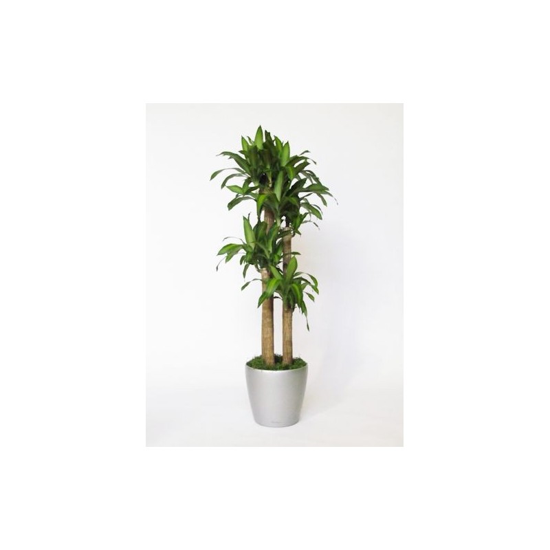 Pianta di Dracena 4 o più tronchi H cm 140-170.