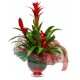 Plant anthurium red in basket
