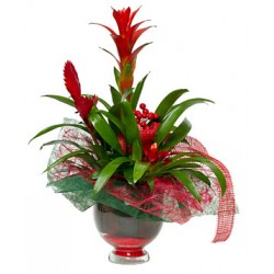 Pianta di anthurium rossi in cesto