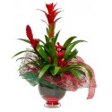 Composition mix bromelia in glass jar