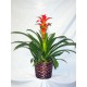 Pianta di anthurium rossi in cesto