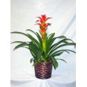Pianta di bromelia rossa in cesto
