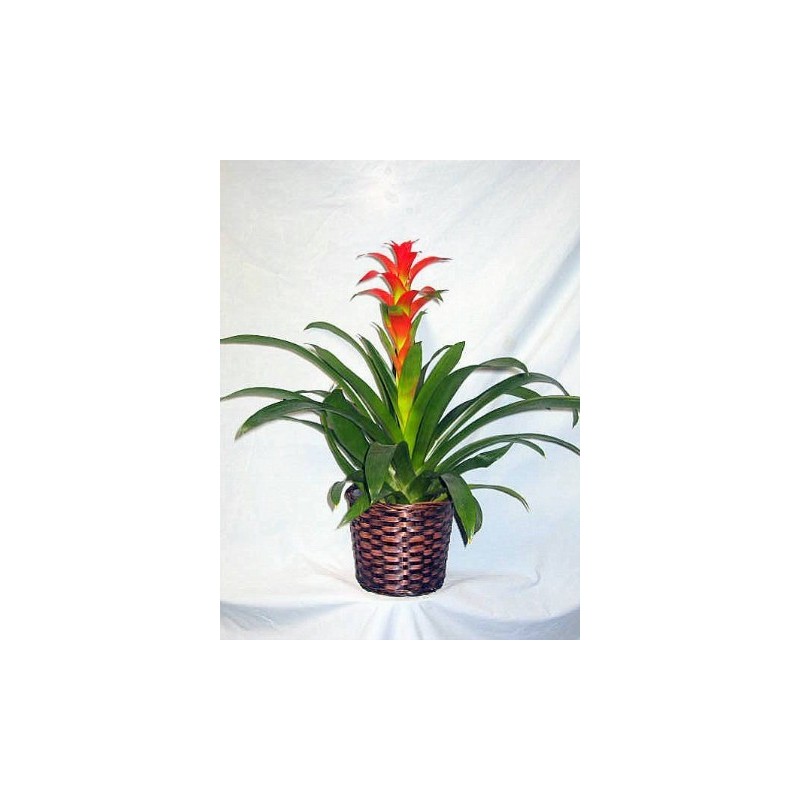 Pianta di anthurium rossi in cesto