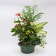 Pianta di anthurium rossi in cesto