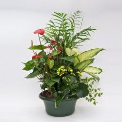 Pianta di anthurium rossi in cesto