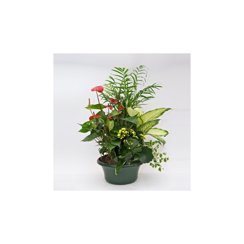 Pianta di anthurium rossi in cesto
