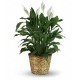Pianta di anthurium rossi in cesto
