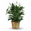 Pianta di Spathiphyllum in cesto 