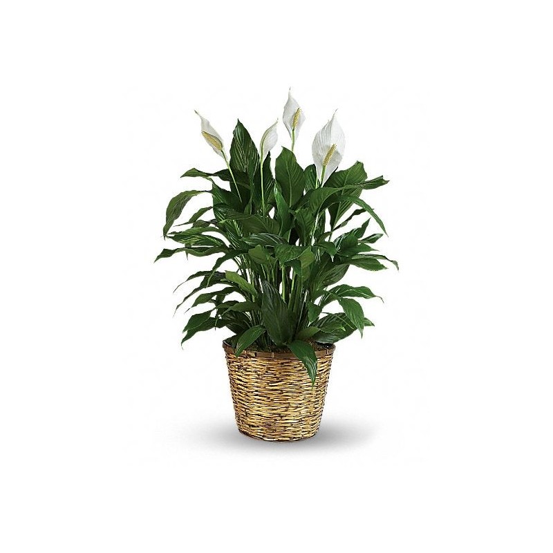 Pianta di anthurium rossi in cesto