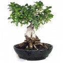 Bonsai ficus ginseng  H cm.40/50